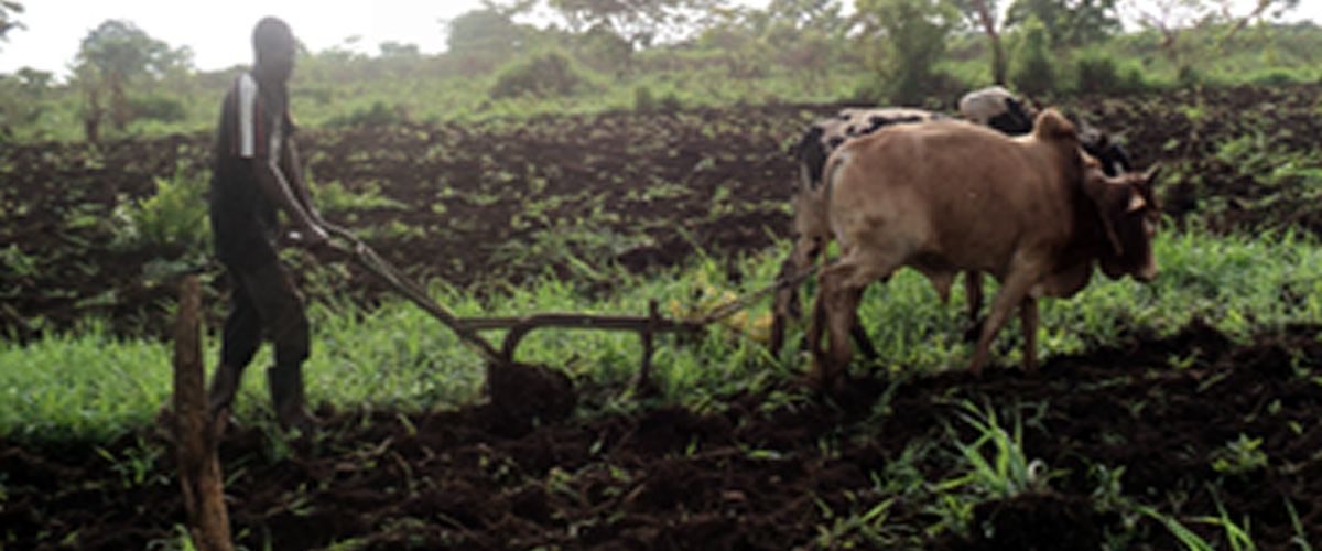 Ox-drawn plough